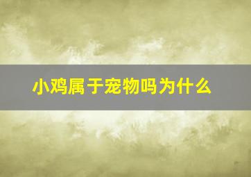 小鸡属于宠物吗为什么