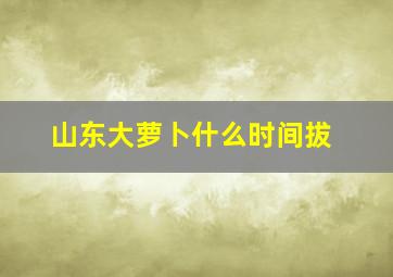 山东大萝卜什么时间拔