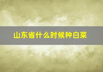 山东省什么时候种白菜