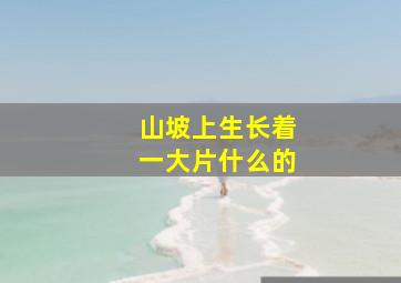 山坡上生长着一大片什么的