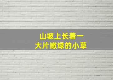 山坡上长着一大片嫩绿的小草