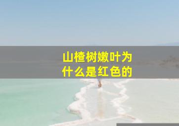 山楂树嫩叶为什么是红色的