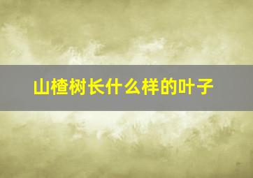 山楂树长什么样的叶子