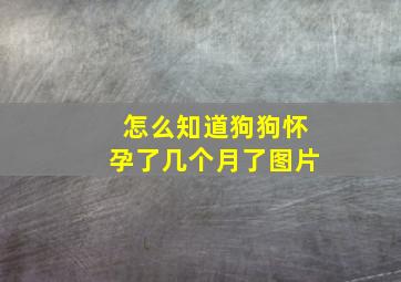 怎么知道狗狗怀孕了几个月了图片