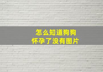 怎么知道狗狗怀孕了没有图片