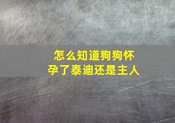 怎么知道狗狗怀孕了泰迪还是主人