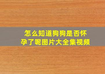 怎么知道狗狗是否怀孕了呢图片大全集视频