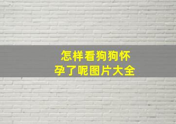 怎样看狗狗怀孕了呢图片大全