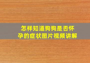 怎样知道狗狗是否怀孕的症状图片视频讲解