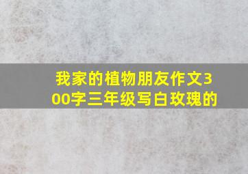 我家的植物朋友作文300字三年级写白玫瑰的