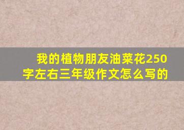 我的植物朋友油菜花250字左右三年级作文怎么写的