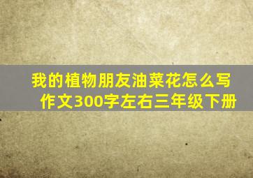 我的植物朋友油菜花怎么写作文300字左右三年级下册