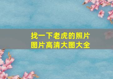 找一下老虎的照片图片高清大图大全