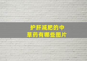 护肝减肥的中草药有哪些图片