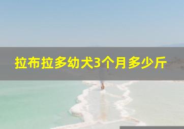 拉布拉多幼犬3个月多少斤