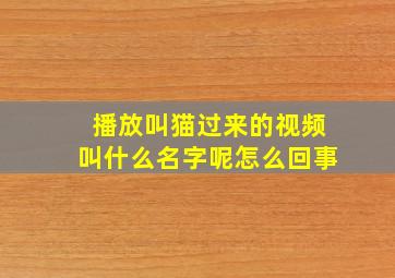 播放叫猫过来的视频叫什么名字呢怎么回事