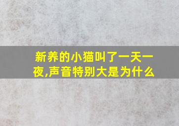 新养的小猫叫了一天一夜,声音特别大是为什么