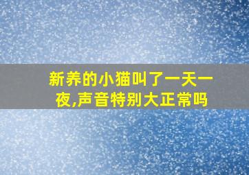 新养的小猫叫了一天一夜,声音特别大正常吗