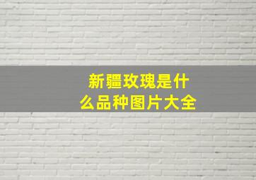 新疆玫瑰是什么品种图片大全