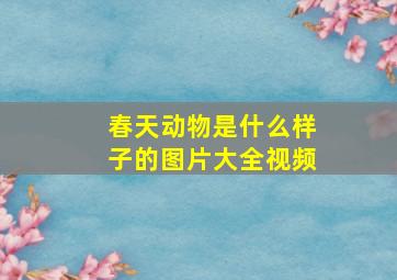 春天动物是什么样子的图片大全视频