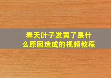 春天叶子发黄了是什么原因造成的视频教程