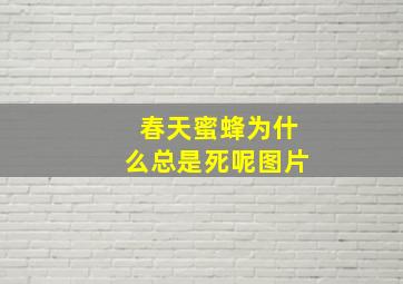 春天蜜蜂为什么总是死呢图片