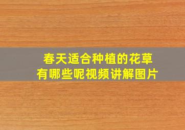 春天适合种植的花草有哪些呢视频讲解图片