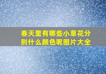 春天里有哪些小草花分别什么颜色呢图片大全