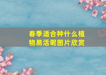 春季适合种什么植物易活呢图片欣赏