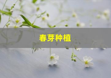 春芽种植