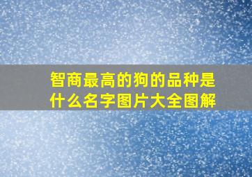 智商最高的狗的品种是什么名字图片大全图解