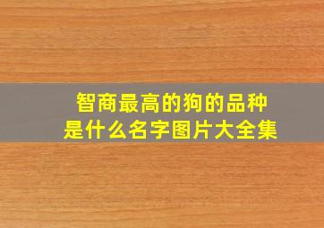 智商最高的狗的品种是什么名字图片大全集