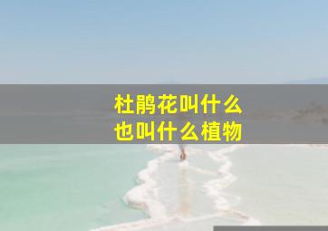 杜鹃花叫什么也叫什么植物