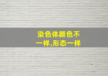 染色体颜色不一样,形态一样