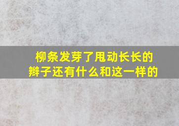 柳条发芽了甩动长长的辫子还有什么和这一样的