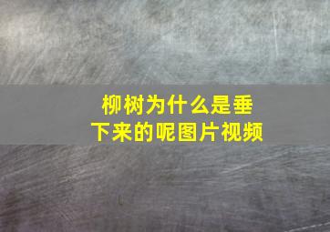 柳树为什么是垂下来的呢图片视频