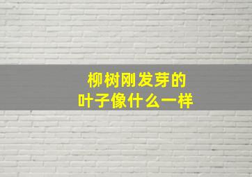 柳树刚发芽的叶子像什么一样