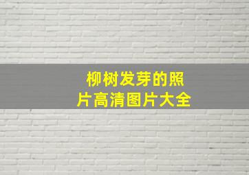 柳树发芽的照片高清图片大全