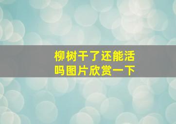 柳树干了还能活吗图片欣赏一下