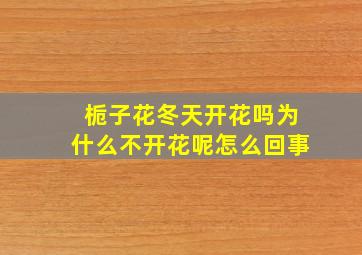 栀子花冬天开花吗为什么不开花呢怎么回事