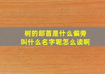 树的部首是什么偏旁叫什么名字呢怎么读啊