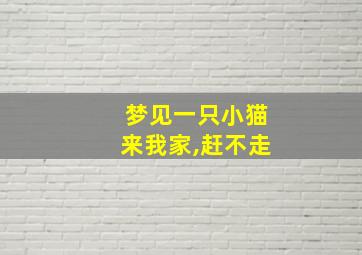 梦见一只小猫来我家,赶不走