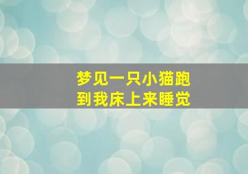 梦见一只小猫跑到我床上来睡觉