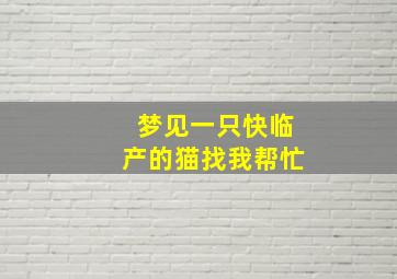 梦见一只快临产的猫找我帮忙