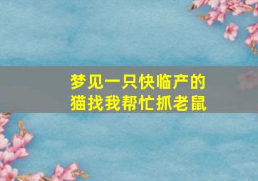 梦见一只快临产的猫找我帮忙抓老鼠