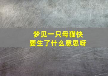 梦见一只母猫快要生了什么意思呀