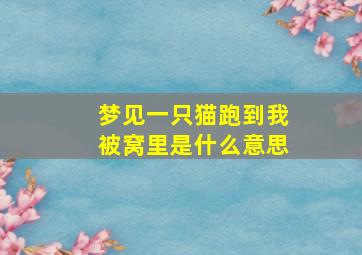 梦见一只猫跑到我被窝里是什么意思