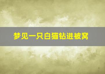 梦见一只白猫钻进被窝