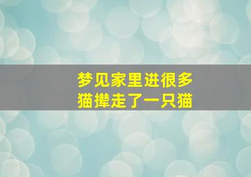 梦见家里进很多猫撵走了一只猫