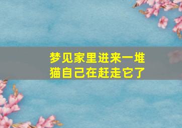 梦见家里进来一堆猫自己在赶走它了